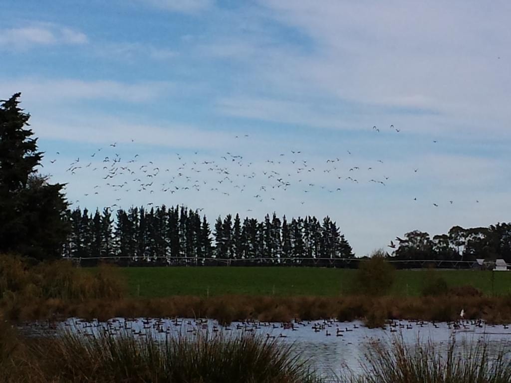 A Few Birds on the Pond