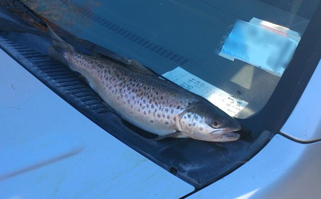 Another Wairarapa Trout for the Freezer