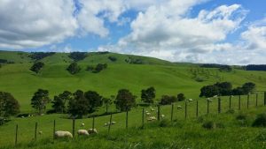 Blue Sky and Green Fields