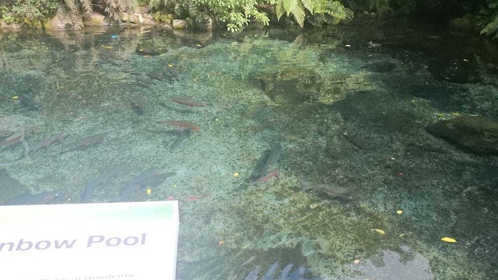 Just a few of the trout hanging out in the rainbow pool