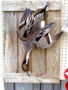 A Pintail done in the American Dead Mount