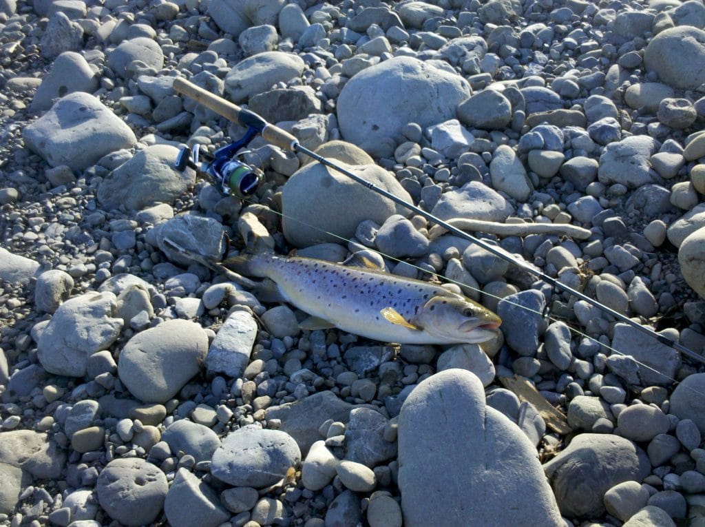 2lb Hutt River Brown Trout