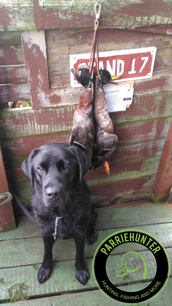 Ace with a pair of nice drakes off Boggy Pond