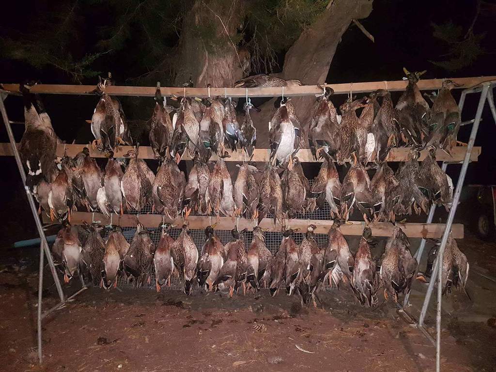 Opening day 2017 - 7 Man limit of mallards