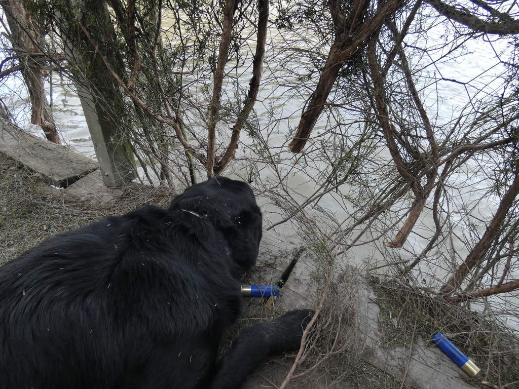 ace wanting to retrieve