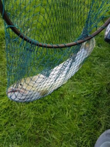 The PB trout in the net Brown Trout in Net