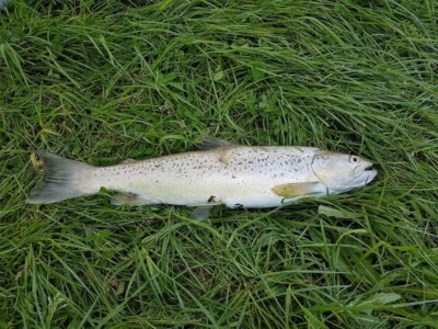 My PB Brown Trout Trout on the grass