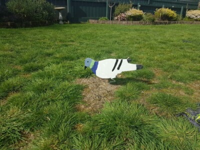 Pigeon decoy on the lawn Pigeon decoy