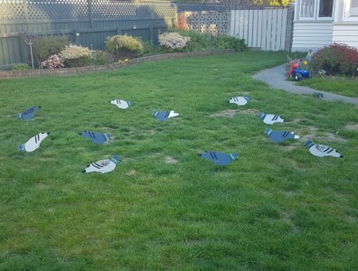 First batch of pigeon decoys pigeon decoy