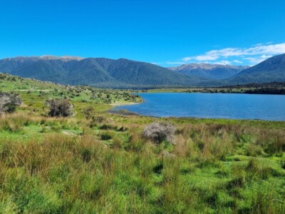 Bit more of Loch Katrine with its grassy fields Grassy fields with tussock around Loch Katrine with the mouintains in the background