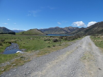 Coming up to Lake Taylor as driving out. Grasslands with sheep and lambs around and Lake Taylor in the distance